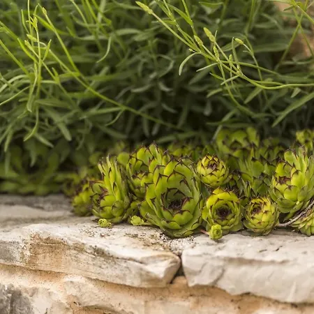 Village Miljavci Βίλα